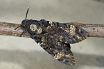 Acherontia atropos