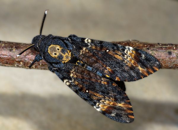 Acherontia atropos