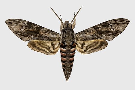 Agrius convolvuli