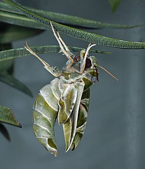 Daphnis nerii