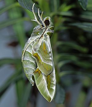 Daphnis nerii