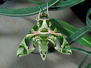 Daphnis nerii