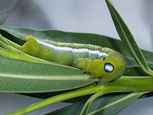 Daphnis nerii R