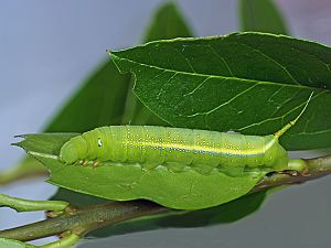 Daphnis nerii R