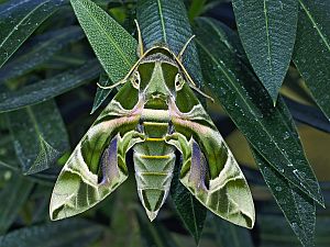 Daphnis nerii