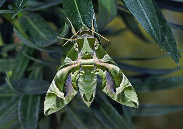 Daphnis nerii