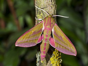 Deilephila elpenor