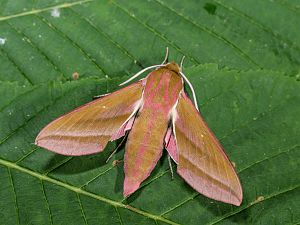 Deilephila elpenor