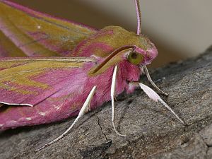 Deilephila elpenor