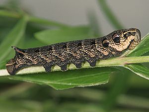 Deilephila elpenor