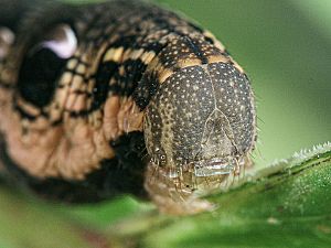Deilephila elpenor