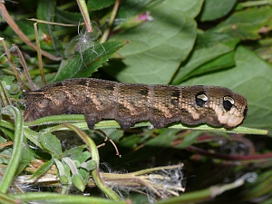 Deilephila elpenor