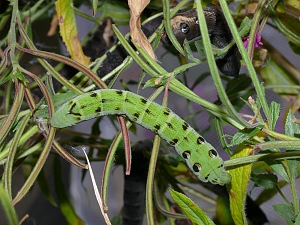 Deilephila elpenor