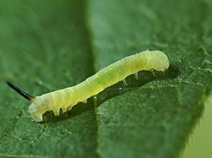 Deilephila elpenor