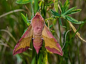 Deilephila porcellus