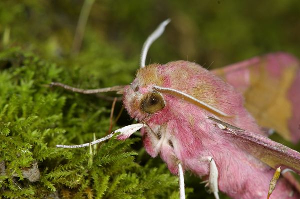 Deilephila porcellus