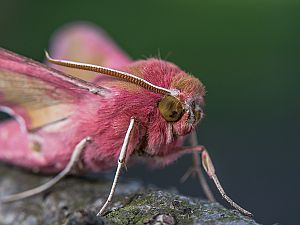 Deilephila porcellus