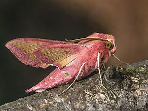 Deilephila porcellus