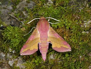 Deilephila porcellus