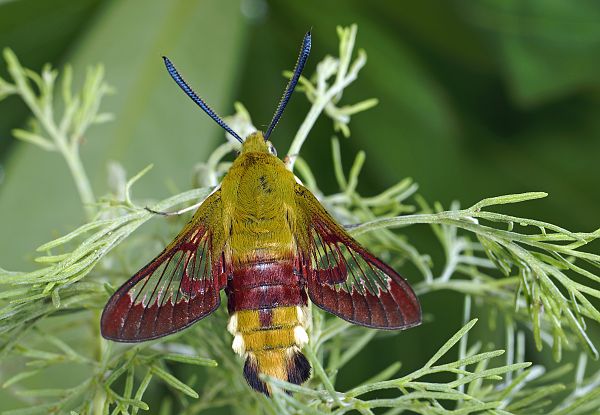 Hemaris fuciformis