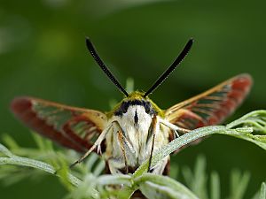 Hemaris fuciformis