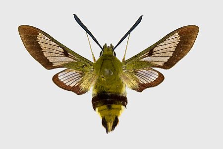 Hemaris fuciformis