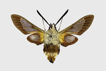 Hemaris fuciformis