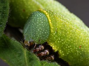 Hemaris fuciformis