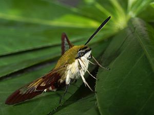 Hemaris fuciformis