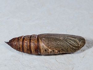 Hyles euphorbiae
