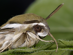 Hyles euphorbiae