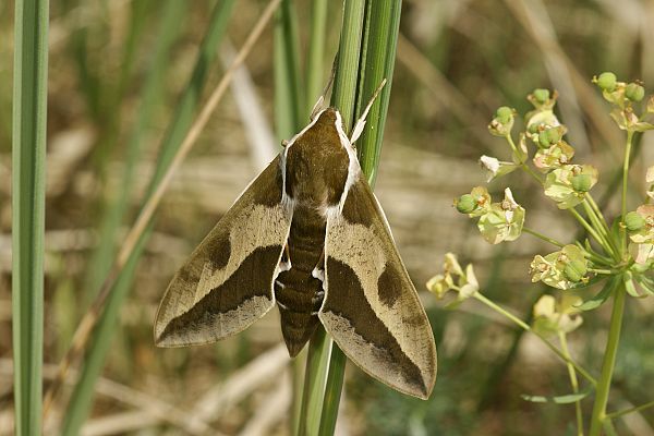 Hyles euphorbiae