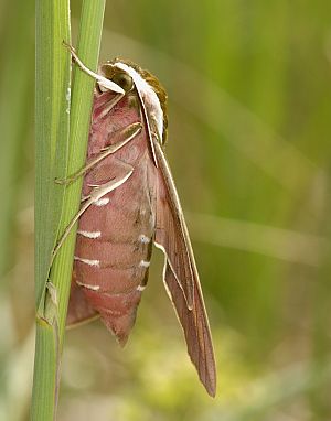 Hyles euphorbiae