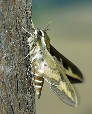 Hyles gallii