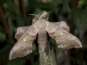 Laothoe populi