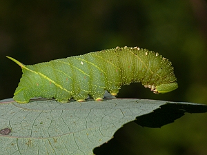 Laothoe populi