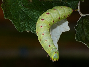 Laothoe populi