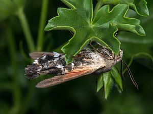 Macroglossum stellatarum