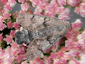 Macroglossum stellatarum
