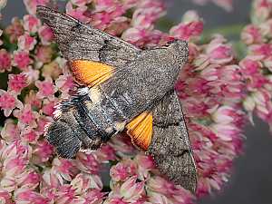 Macroglossum stellatarum