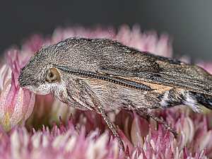 Macroglossum stellatarum