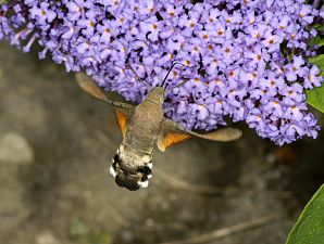 Macroglossum stellatarum