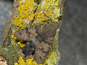 Macroglossum stellatarum