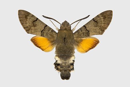 Macroglossum stellatarum