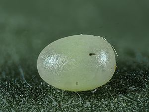 Mimas tiliae