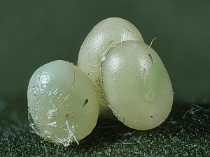 Mimas tiliae