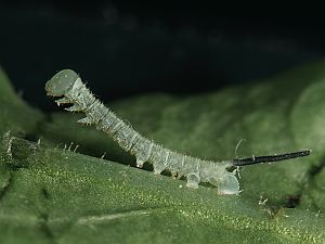 Mimas tiliae