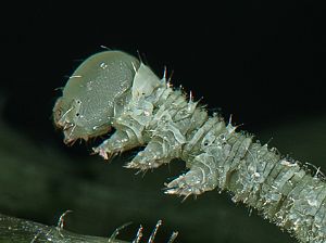 Mimas tiliae