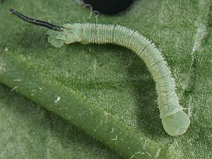 Mimas tiliae