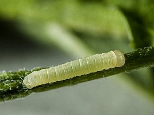 Proserpinus proserpina